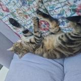 Photo de chat perdu à Toulouse