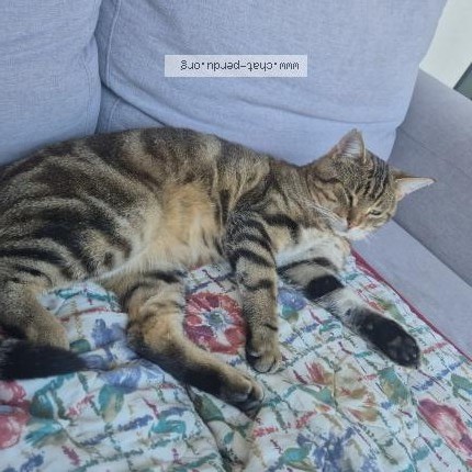 Photo 1/1 Mystie Chat perdu à Toulouse