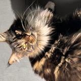 Photo de chat perdu à Mirefleurs