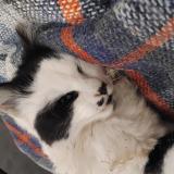 Photo de chat trouvé à Arbouville