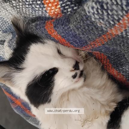 Photo 1/1 Chat trouvé Trouvé à Arbouville