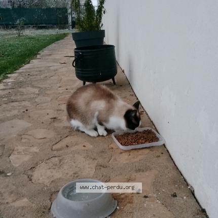 Photo 1/1 Chat trouvé Trouvé à Sancergues