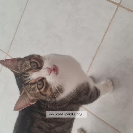 Photo 1/1 Princesse Chat perdu à Bages