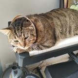 Photo de chat perdu à Grand Croix