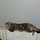 Photo de chat perdu à Maureilhan