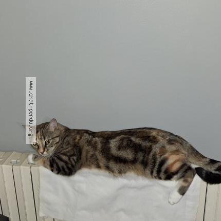 Photo 1/1 Chat retrouvé Perdu à Maureilhan