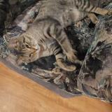 Photo de chat perdu à Trois Rivieres