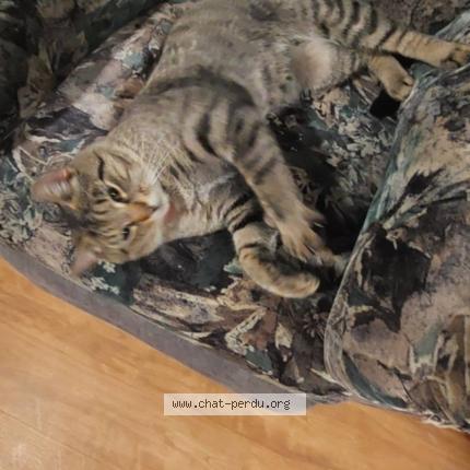 Photo 1/1 Moufasa Chat perdu à Trois rivieres