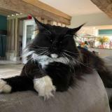 Photo de chat perdu à Cambremer