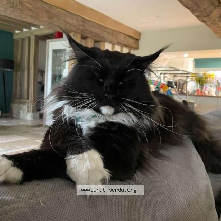 Photo 1/1 Chat retrouvé Perdu à Cambremer