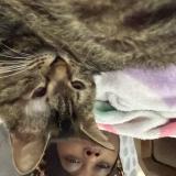 Photo de chat perdu à Fort Pierce