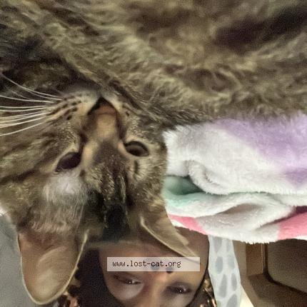 Photo 1/1 Gemma Chat perdu à Fort pierce