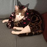 Photo de chat perdu à Tournefeuillle