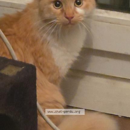 Photo 1/1 Chat trouvé Trouvé à Toulouse