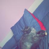 Photo de chat perdu à Vaison La Romaine