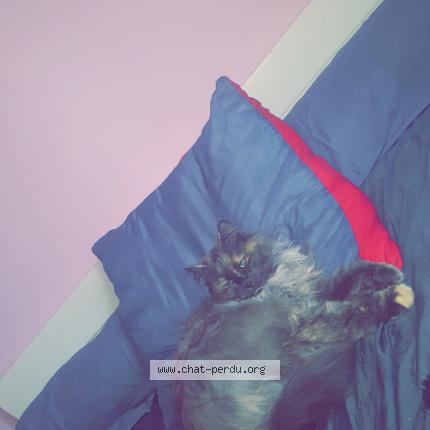 Photo 1/1 Youna Chat perdu à Vaison la romaine