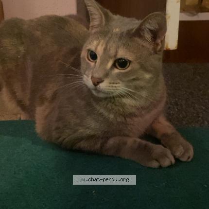 Photo 1/1 pissou Chat perdu à Nimes