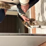 Photo de chat trouvé à Toulouse