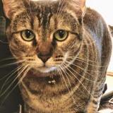 Photo de chat perdu à Corona