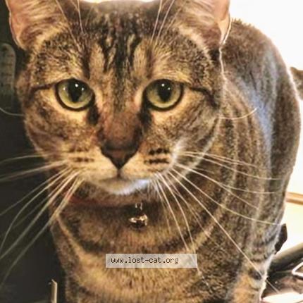 Photo 1/1 Munchies Chat perdu à Corona