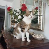 Photo de chat perdu à Garches