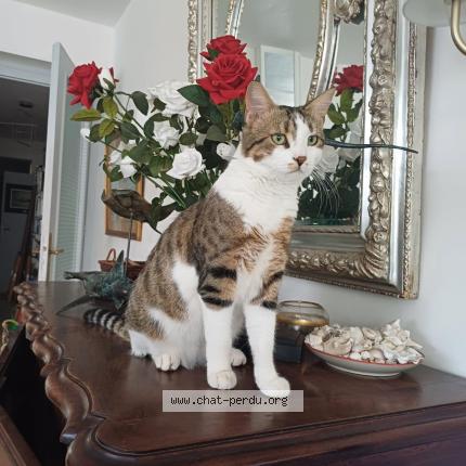 Photo 1/1 Tito Chat perdu à Garches