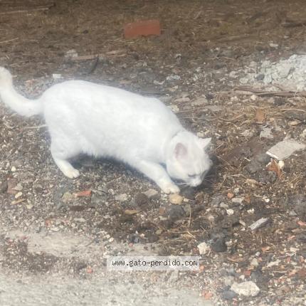 Photo 1/1 Chat trouvé Trouvé à Aviles