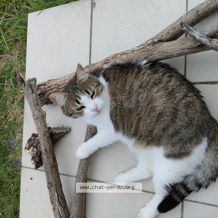 Photo 1/1 Chat retrouvé Perdu à Sauzet