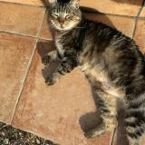 Photo de chat trouvé à Jonquieres St Vincent