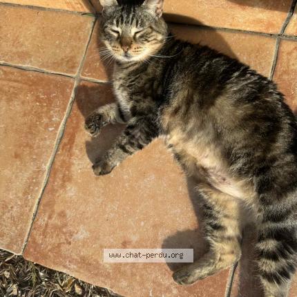 Photo 1/1 Chat retrouvé Trouvé à Jonquieres st vincent