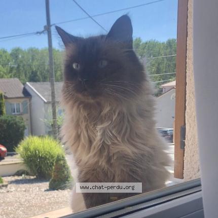 Photo 1/1 Chat trouvé Trouvé à Saint nicolas de port