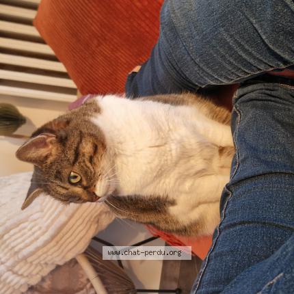 Photo 1/1 Chamalow - Moncha Chat perdu à Nice