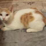 Photo de chat perdu à Moussy Le Neuf