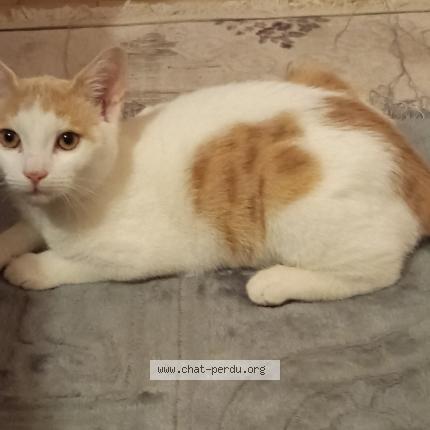 Photo 1/1 Plume Chat perdu à Moussy le neuf