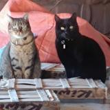 Photo de chat perdu à La Roche Chalais