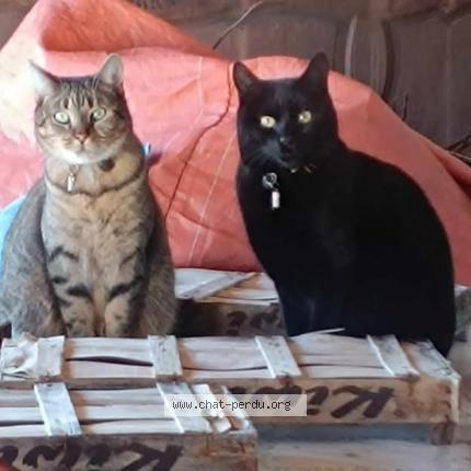 Photo 1/2 Patapouf Chat perdu à La roche chalais