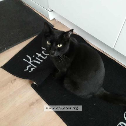 Photo 2/2 Patapouf Chat perdu à La roche chalais