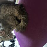 Photo de chat trouvé à Villeneuve Saint Georges