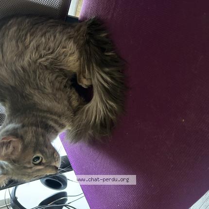 Photo 1/1 Chat trouvé Trouvé à Villeneuve saint georges