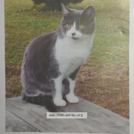 Photo 1/1 KODA Chat perdu à Nersac