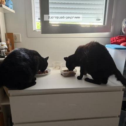 Photo 1/1 Pépin Chat perdu à La plaine sur mer