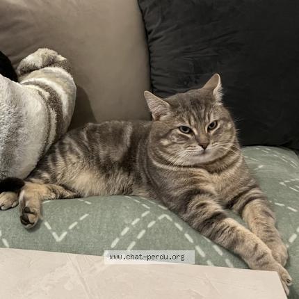 Photo 1/1 Bibouch Chat perdu à Audincourt