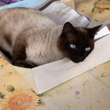 Photo de chat perdu à Orange