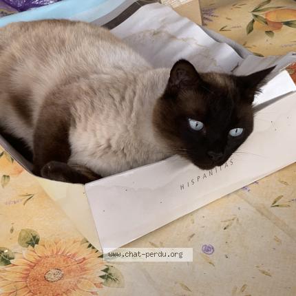 Photo 1/1 Poopy Chat perdu à Orange