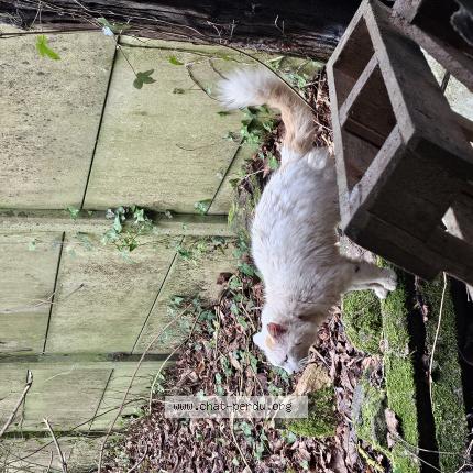 Photo 1/1 Chat trouvé Trouvé à Le vieux marche