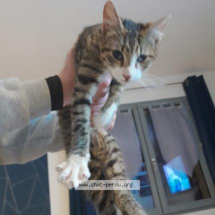 Photo 1/1 Chat trouvé Trouvé à Yebleron