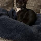 Photo de chat perdu à Jeumont