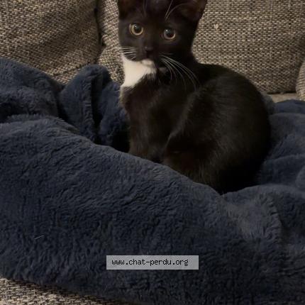 Photo 1/1 Chat retrouvé Perdu à Jeumont