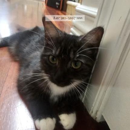 Photo 1/1 Ducky Chat perdu à Surrey