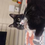 Photo de chat perdu à Machali